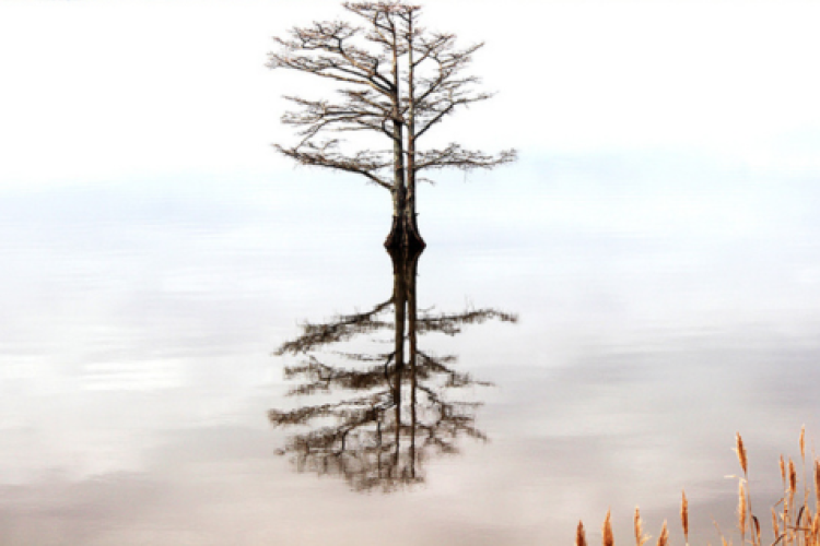 Bridging the Protection Gap with Embedded Insurance & Super Apps